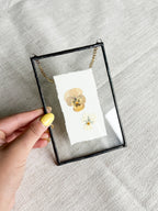 4x6 pansies