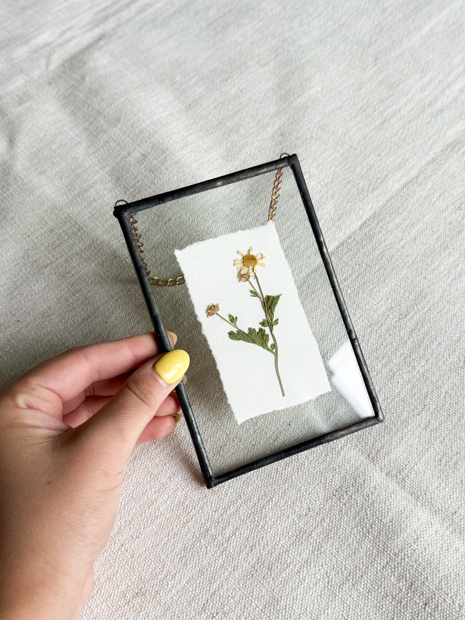 4x6 chamomile