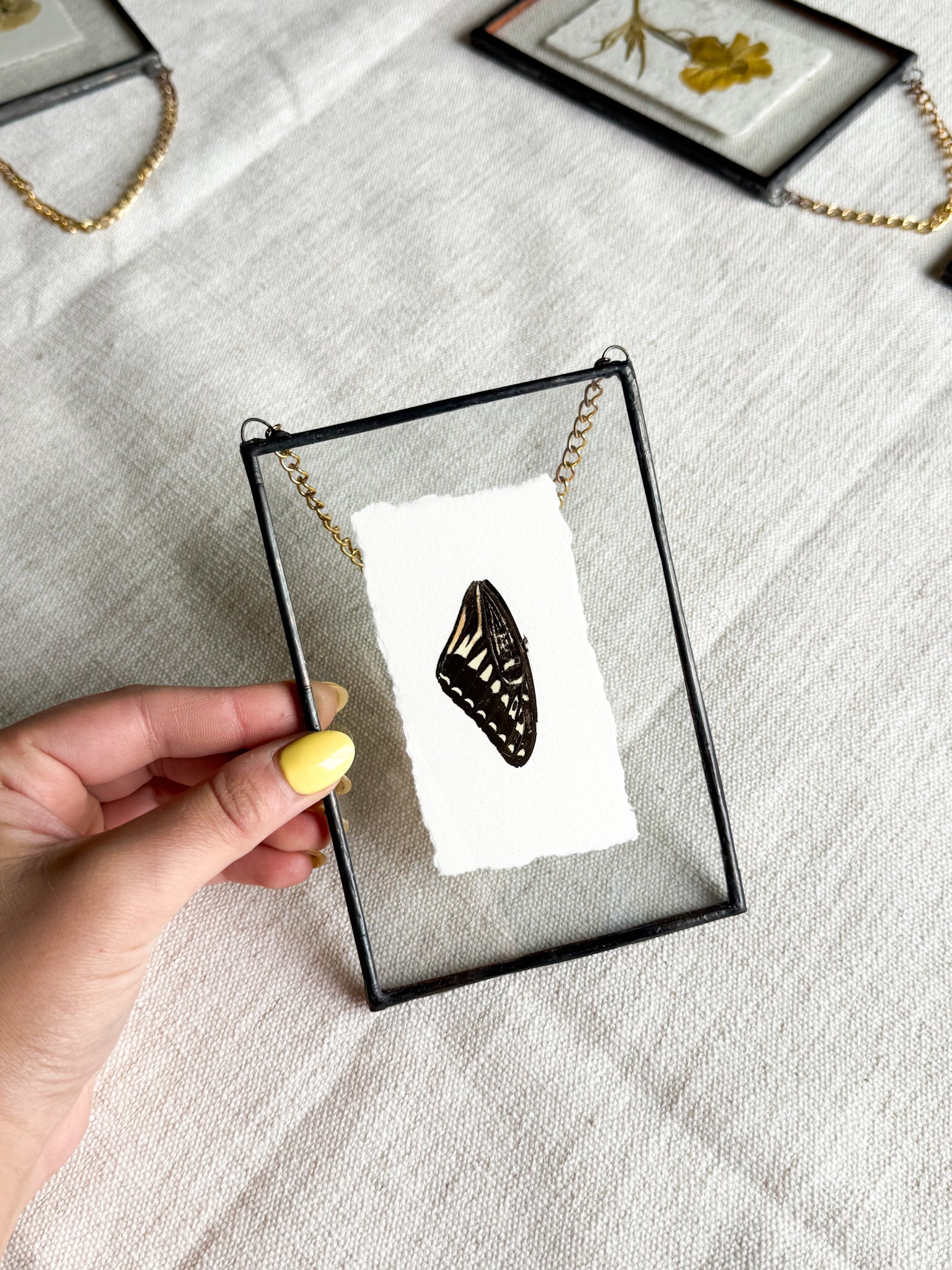 4x6 butterfly wing
